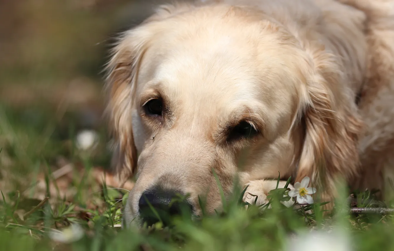 Photo wallpaper sadness, Golden Retriever, Golden Retriever