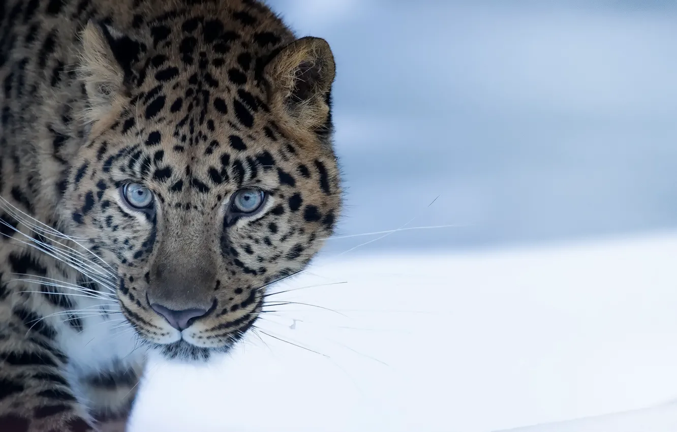 Photo wallpaper nature, beast, Amur Leopard