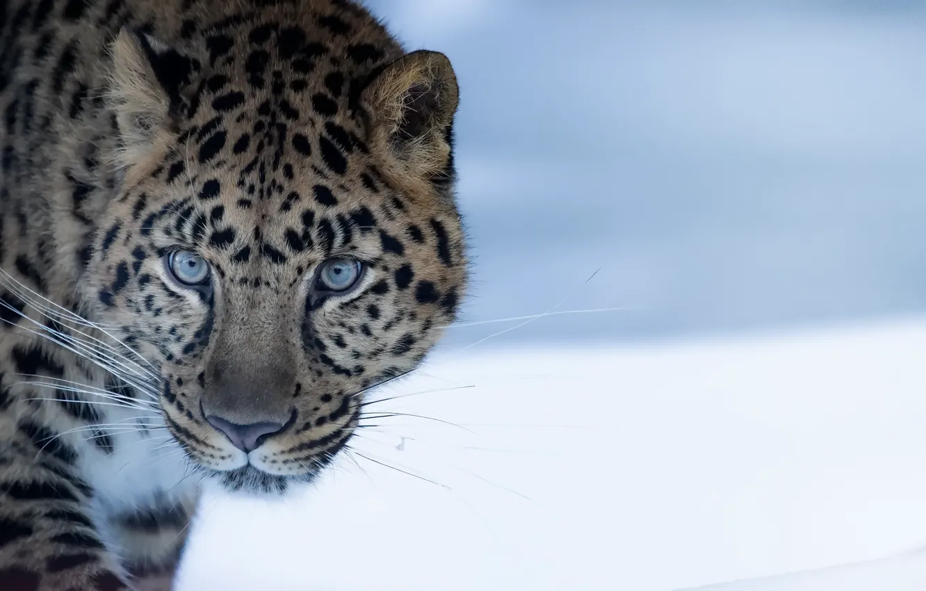Photo wallpaper nature, beast, amur leopard