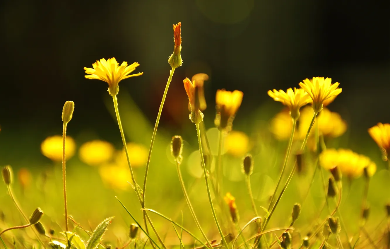 Photo wallpaper grass, flowers, yellow