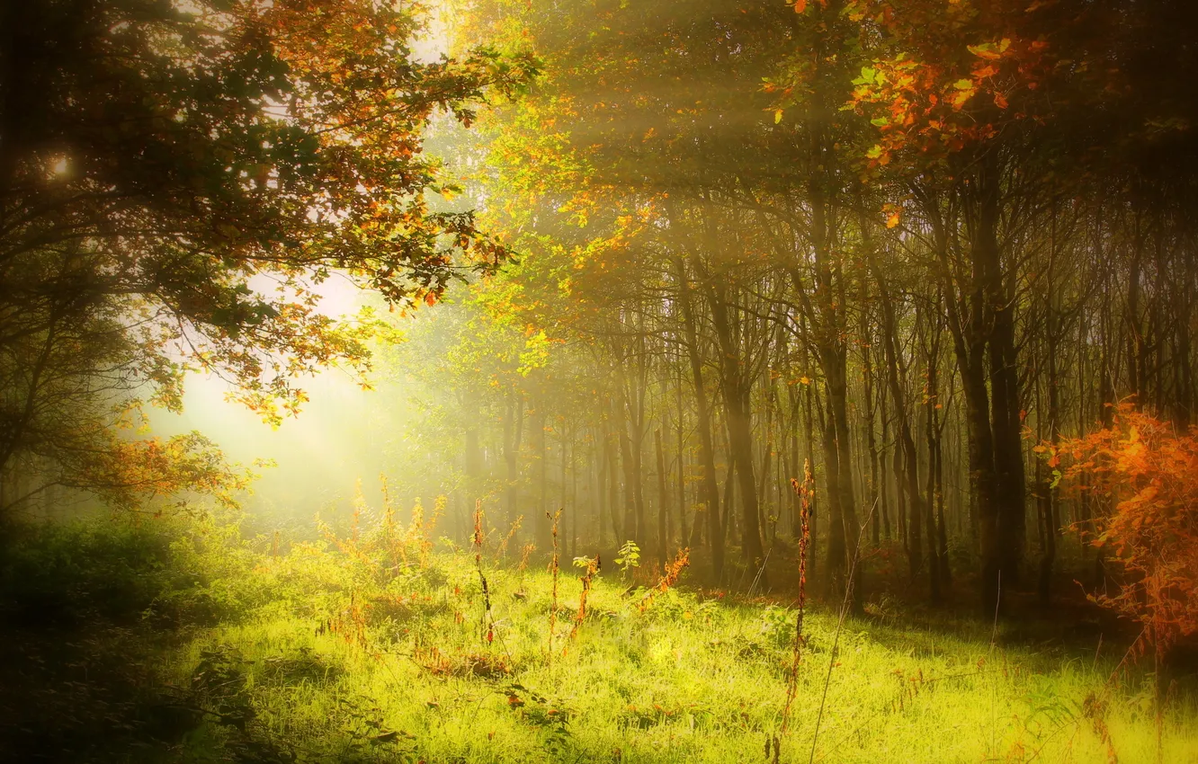 Photo wallpaper forest, rays, light, trees, nature
