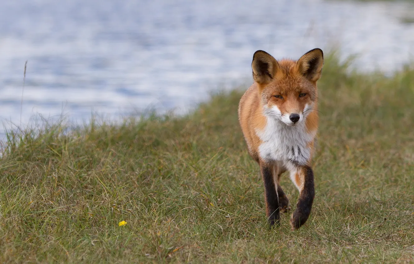 Photo wallpaper nature, background, Fox