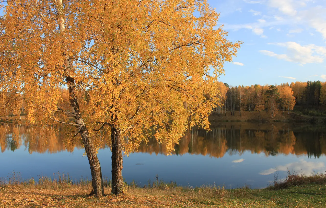 Photo wallpaper autumn, forest, leaves, water, lake, surface, tree, yellow