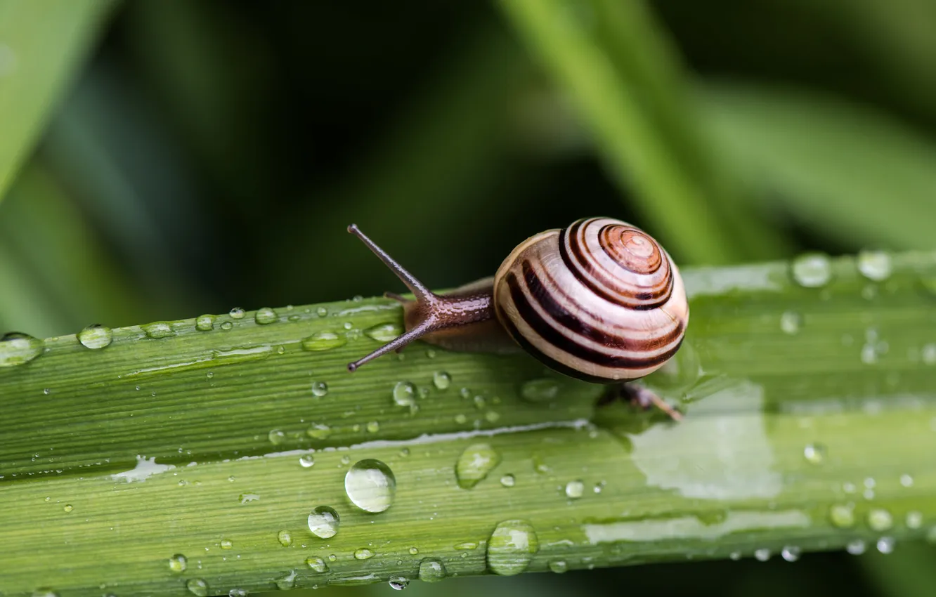 Photo wallpaper grass, drops, macro, snail, striped, shell