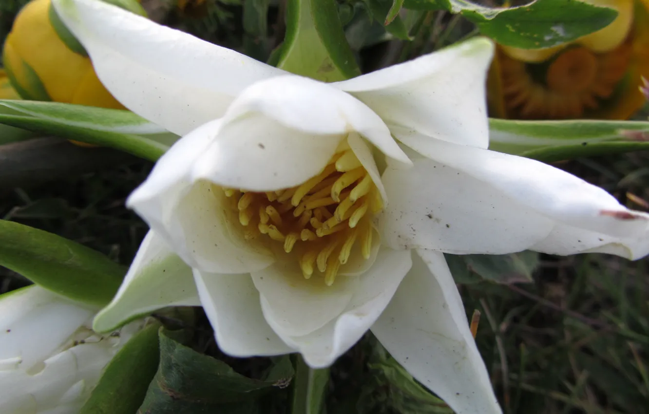 Photo wallpaper flower, Lily, white