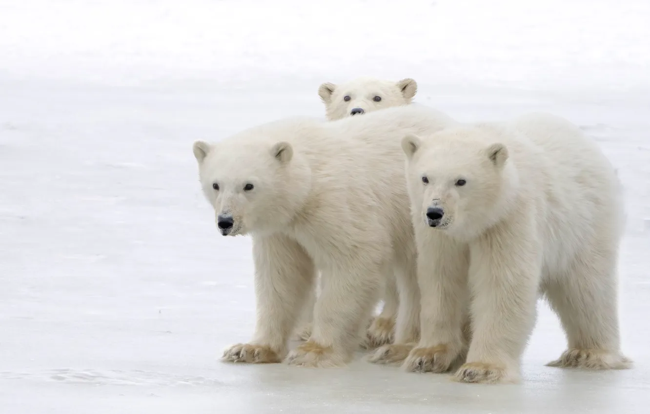 Photo wallpaper winter, snow, nature, polar bear, polar bears