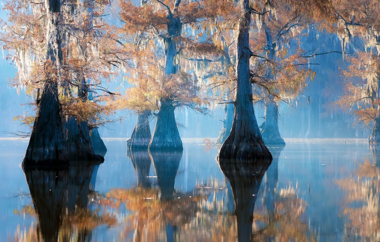 Photo wallpaper nature, morning, Caddo Lake