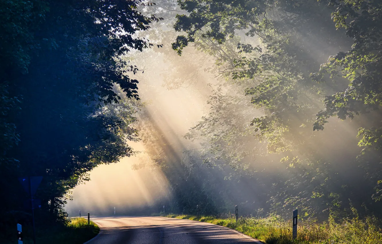 Photo wallpaper road, rays, trees, fog