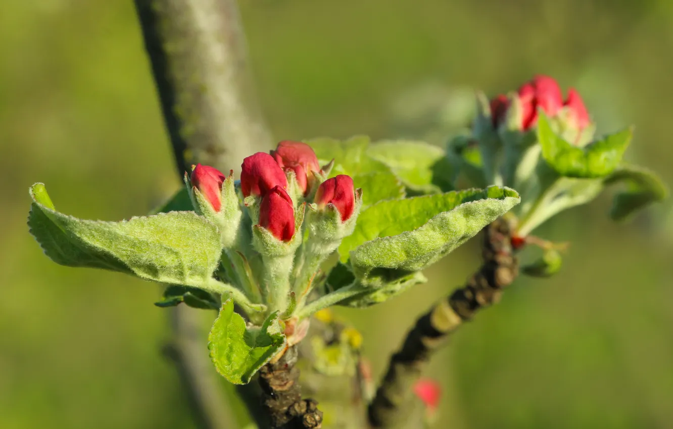 Photo wallpaper spring, twig, flower bud