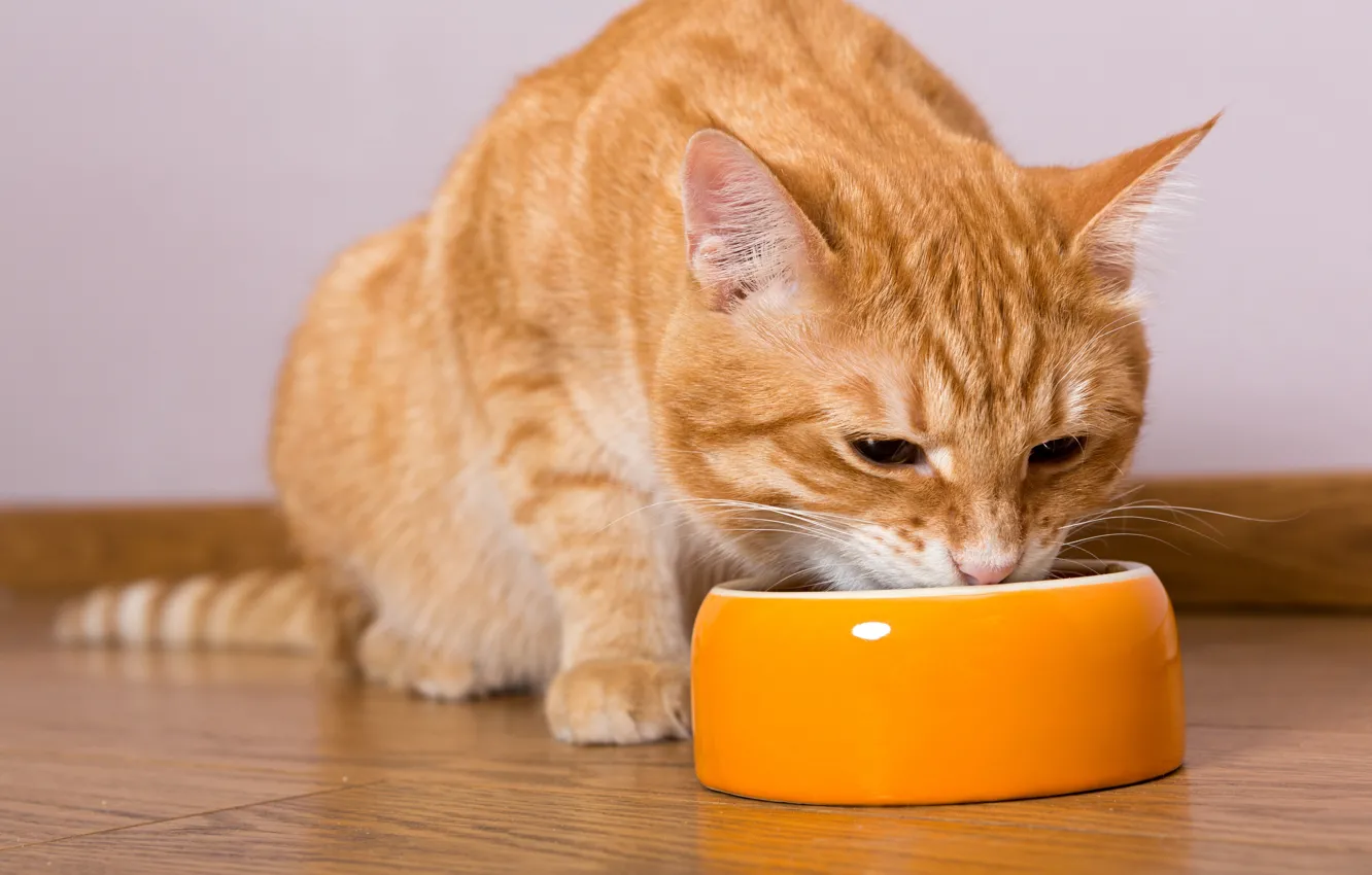 Photo wallpaper cat, eating, food bowl