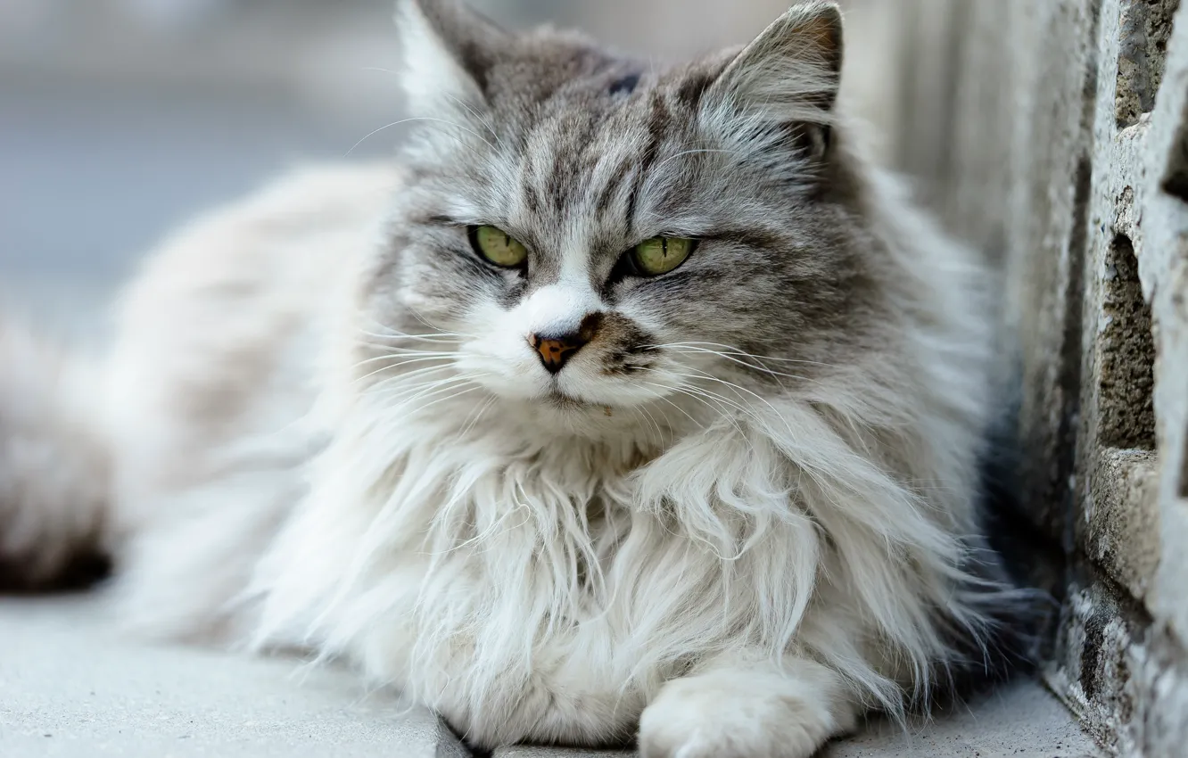 Photo wallpaper cat, eyes, wool