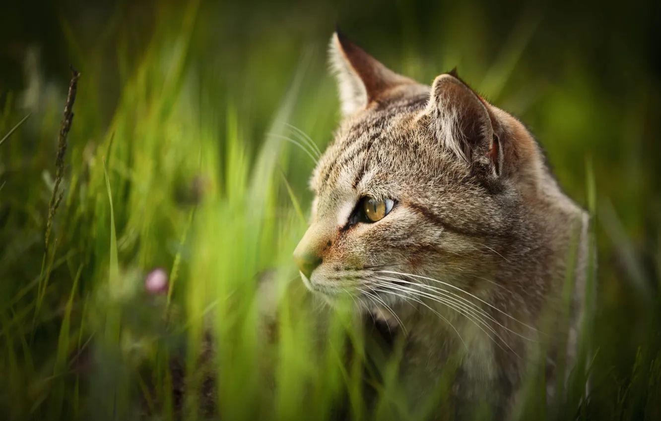 Photo wallpaper cat, grass, cat, look, nature, grey, portrait, striped