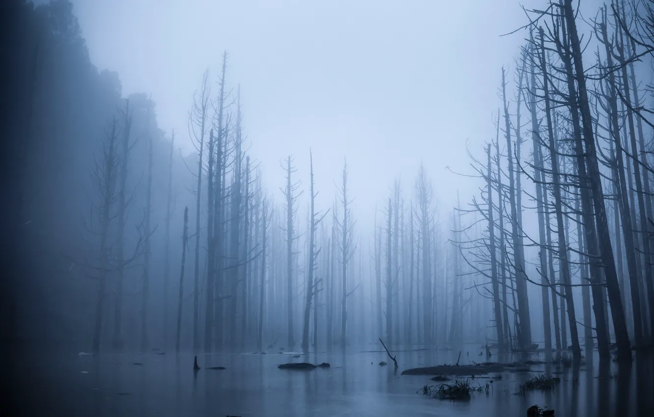 Photo wallpaper forest, trees, fog, spill, flood