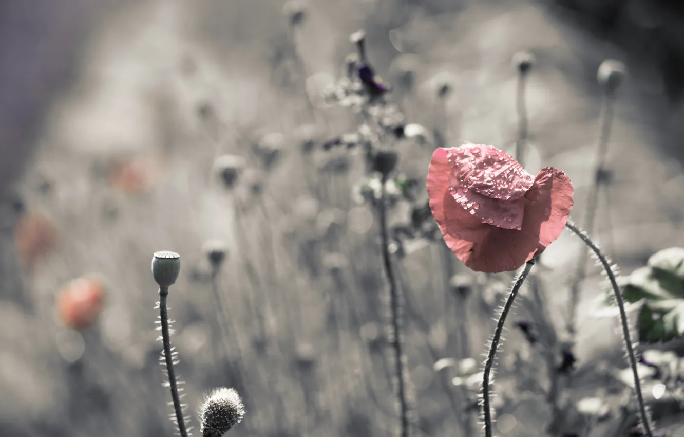 Photo wallpaper nature, color, Maki