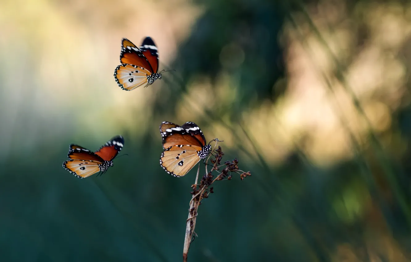 Photo wallpaper summer, macro, butterfly, stem, insect, trio, bokeh