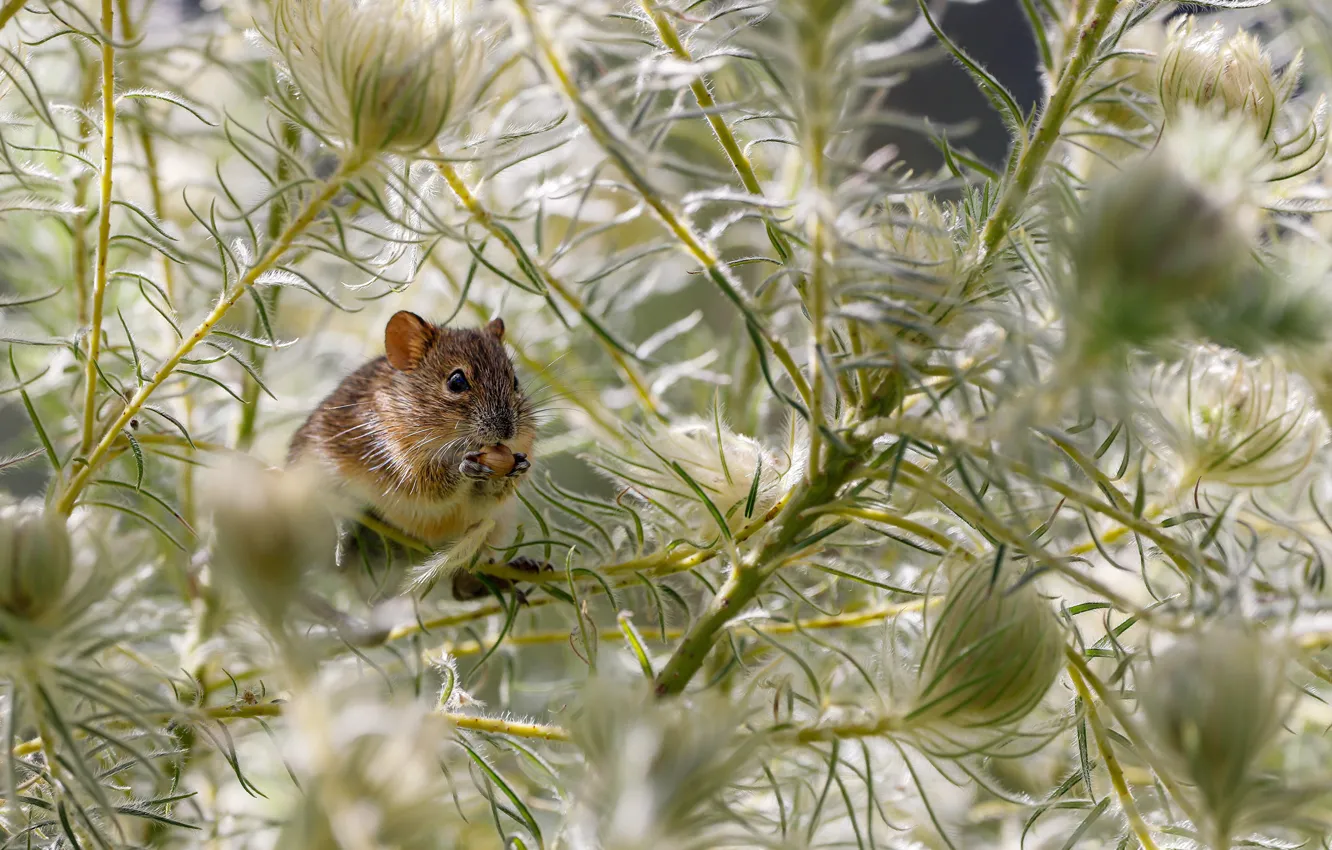 Photo wallpaper photo, Branches, Animals, Mouse