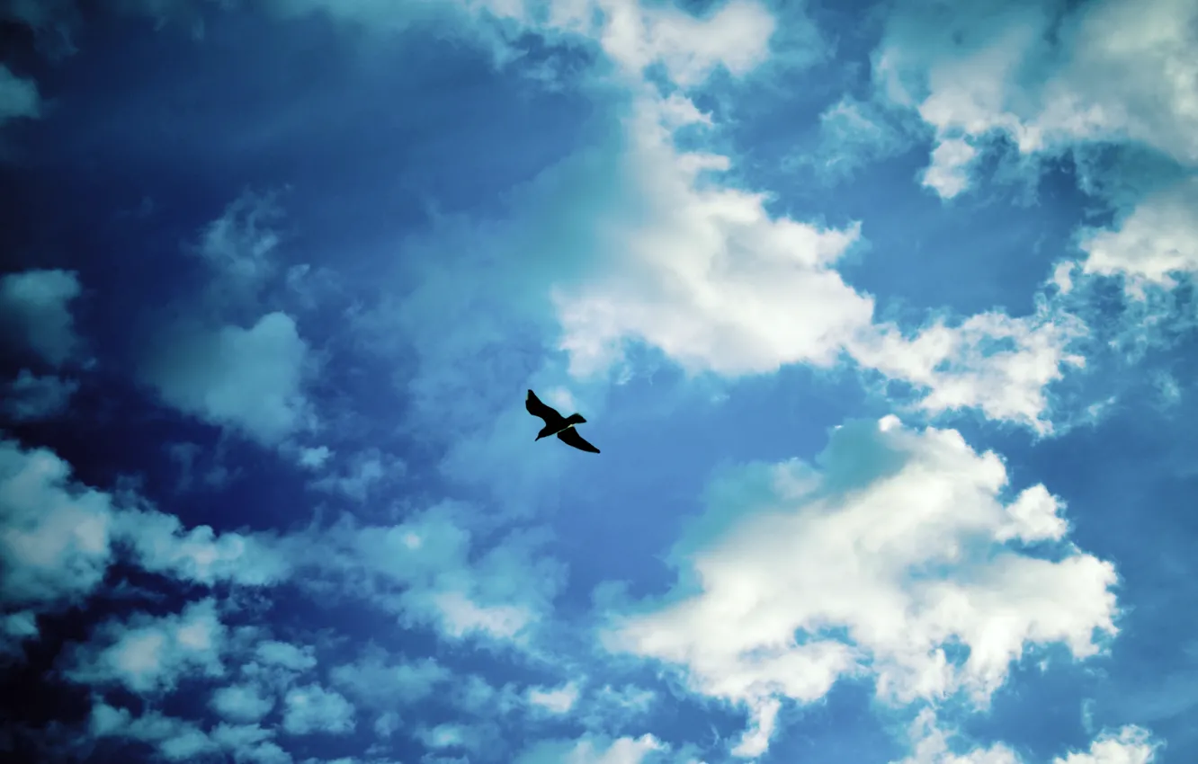 Photo wallpaper clouds, bird, The sky, Seagull