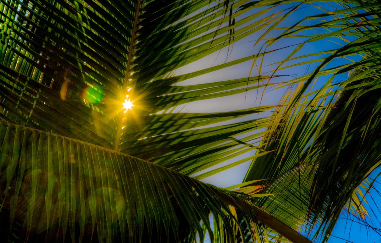 Photo wallpaper summer, leaves, rays, trees, nature, palm trees