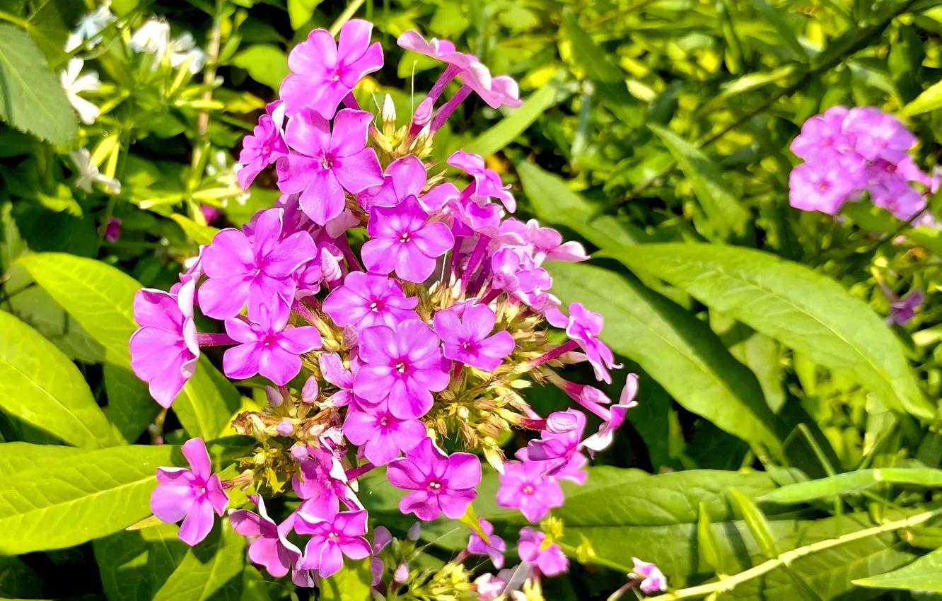 Photo wallpaper Fred Fletcher Park, Raleigh NC, PURPLE PHLOX