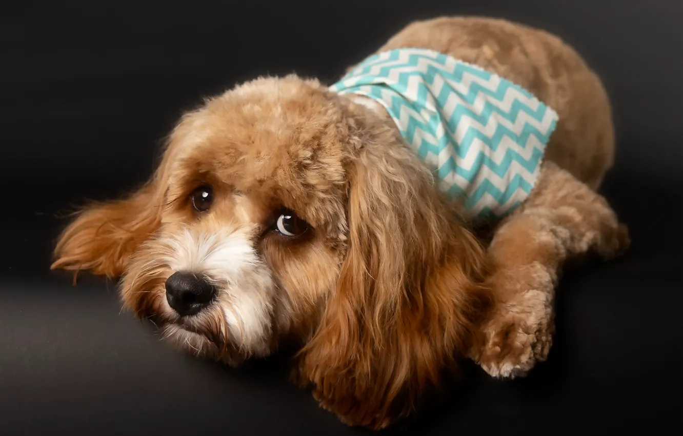 Photo wallpaper look, each, dog