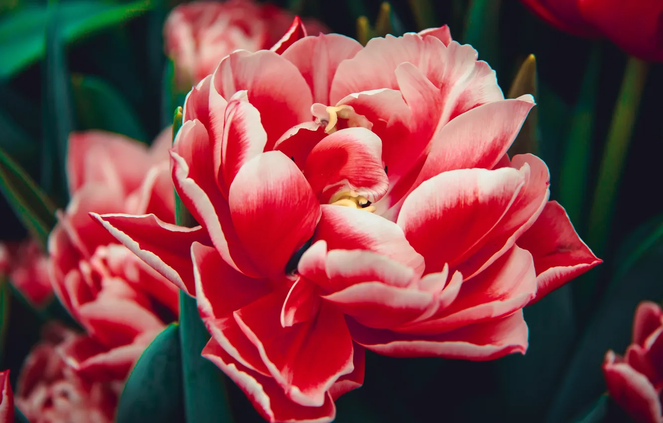 Photo wallpaper flowers, red, background, beauty, tulips, buds, al, lush