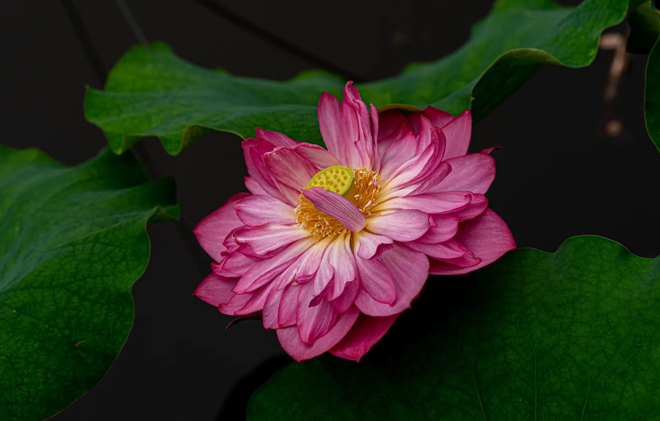Photo wallpaper flower, leaves, the dark background, pink, Lotus