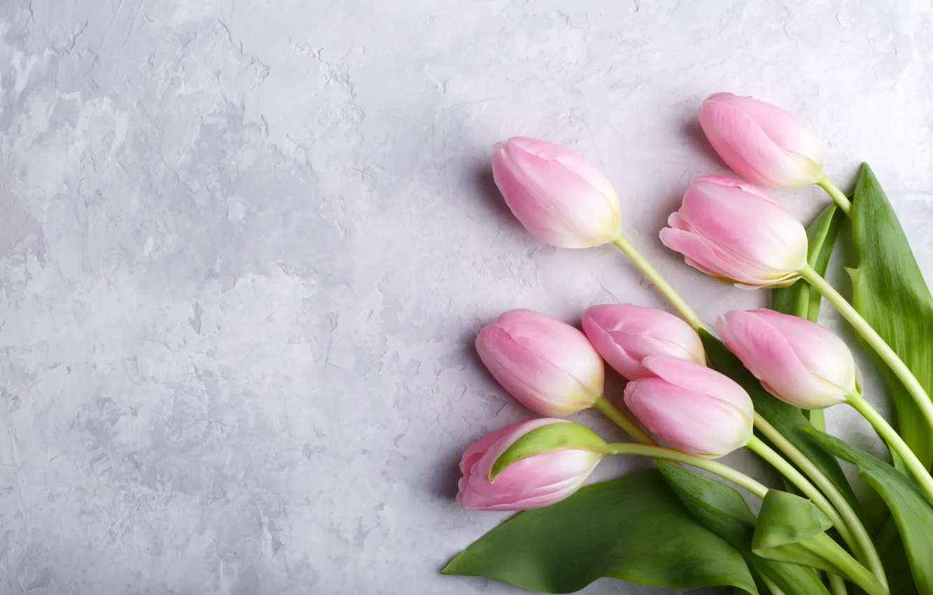 Photo wallpaper flowers, bouquet, tulips, pink, fresh, pink, flowers, tulips