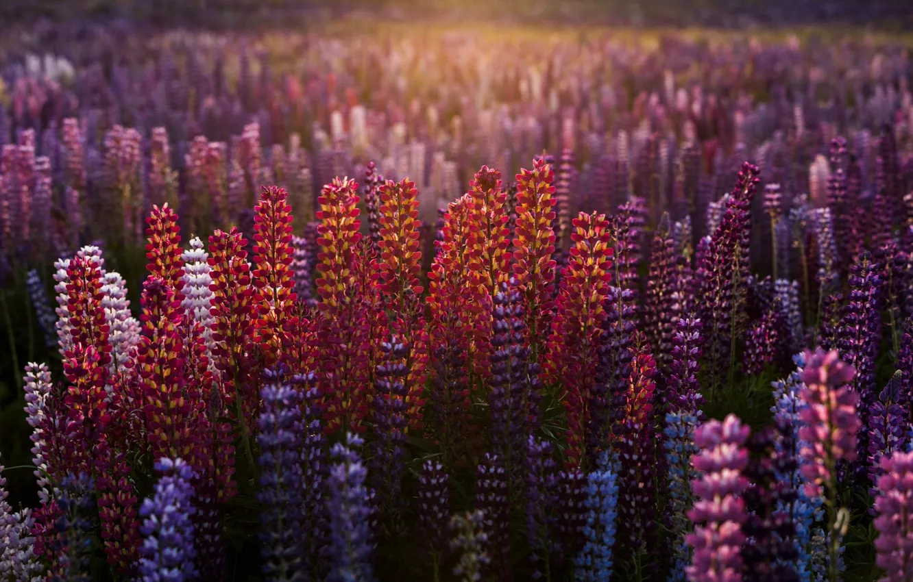 Photo wallpaper field, light, flowers, lupins