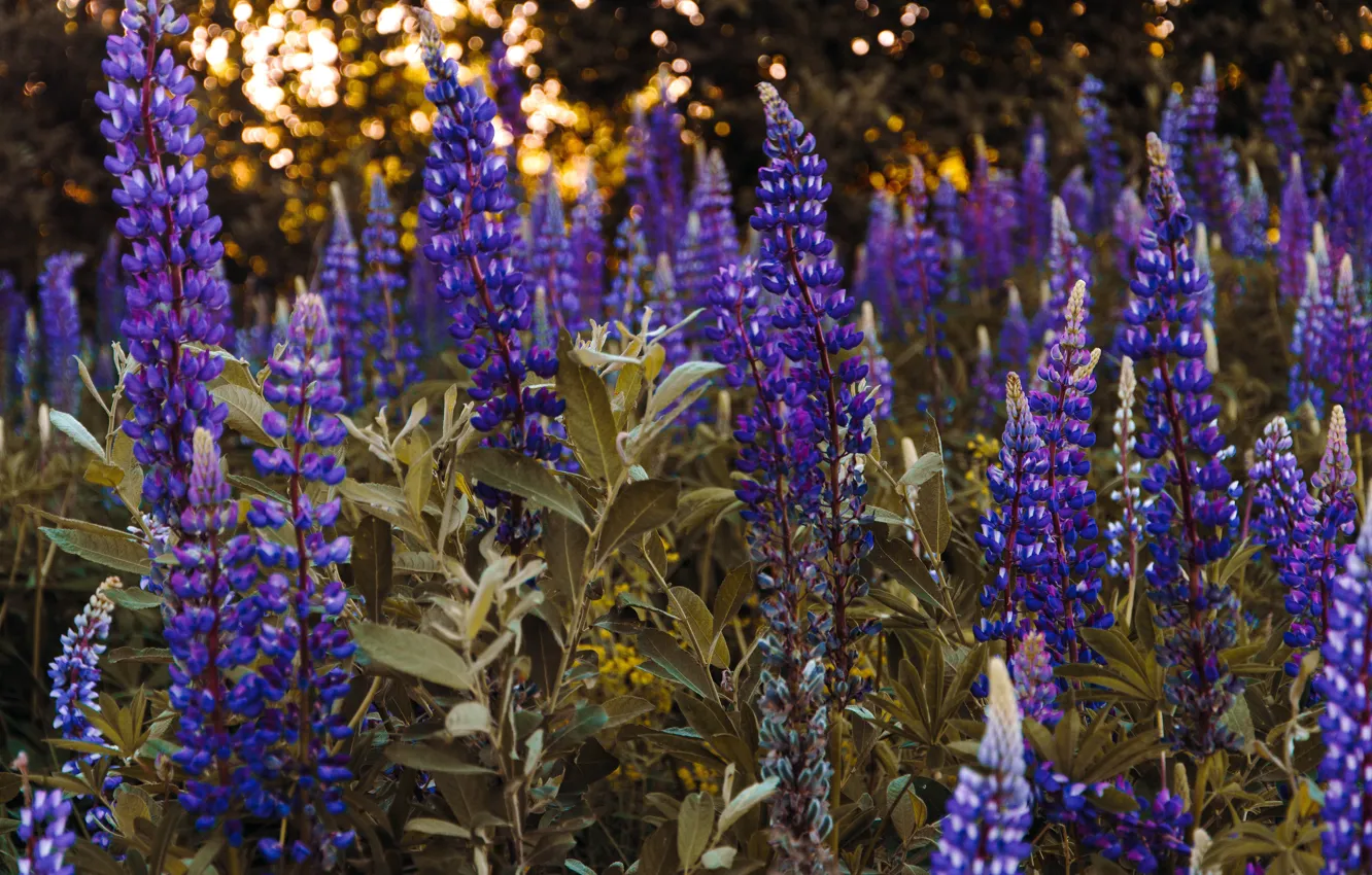 Photo wallpaper flowers, thickets, lilac, lupins