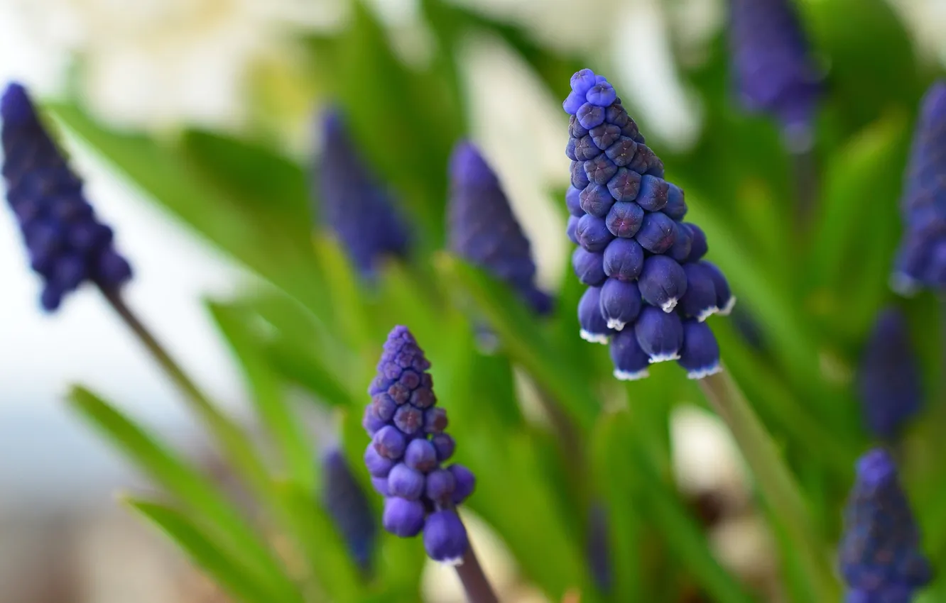 Photo wallpaper greens, purple, flowers, nature, background, spring, blur, a bunch