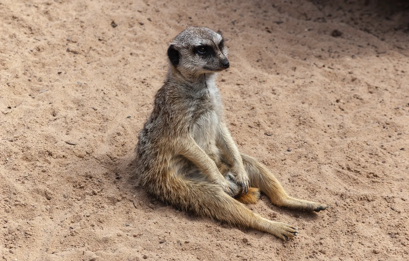 Photo wallpaper animal, sitting, meerkat