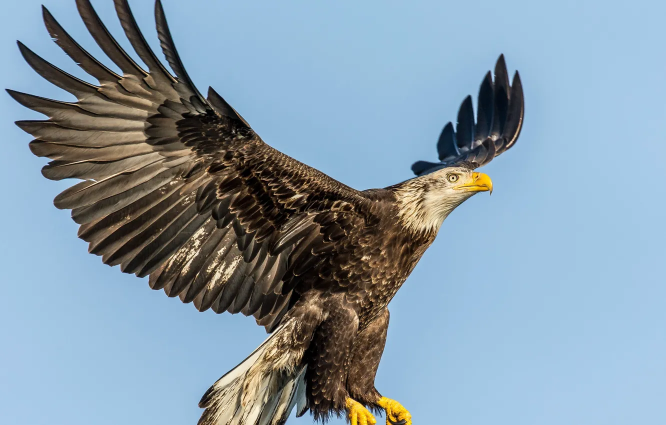 Photo wallpaper nature, Bird of Prey, lens, adult, American Eagle, eagle - Bird
