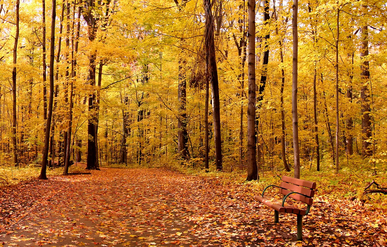 Photo wallpaper autumn, leaves, trees, Park, landscape, nature, park, autumn