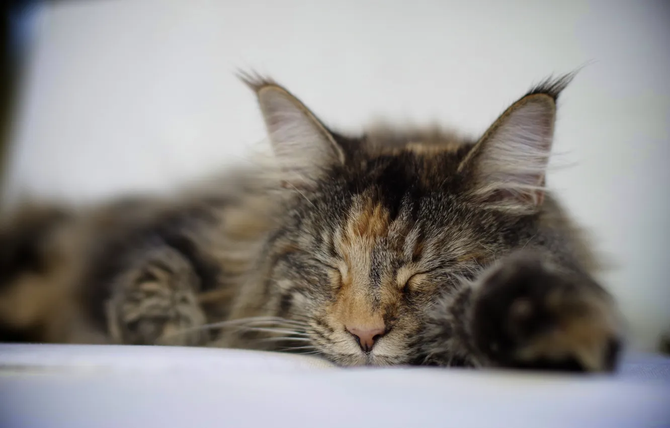 Photo wallpaper cat, sleeping, lies, spotted, tri-color