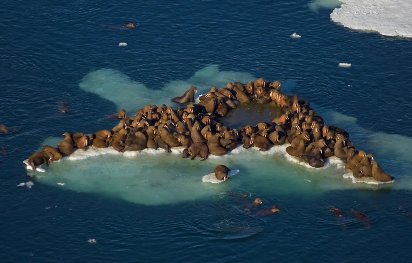 Photo wallpaper pack, walrus, tusks