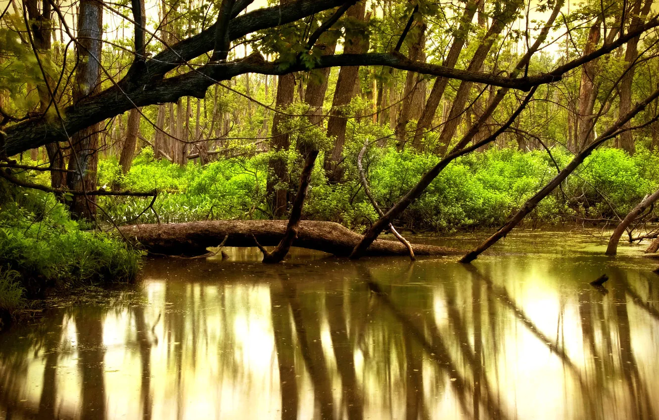 Photo wallpaper water, trees, nature, river, beauty, forest, river
