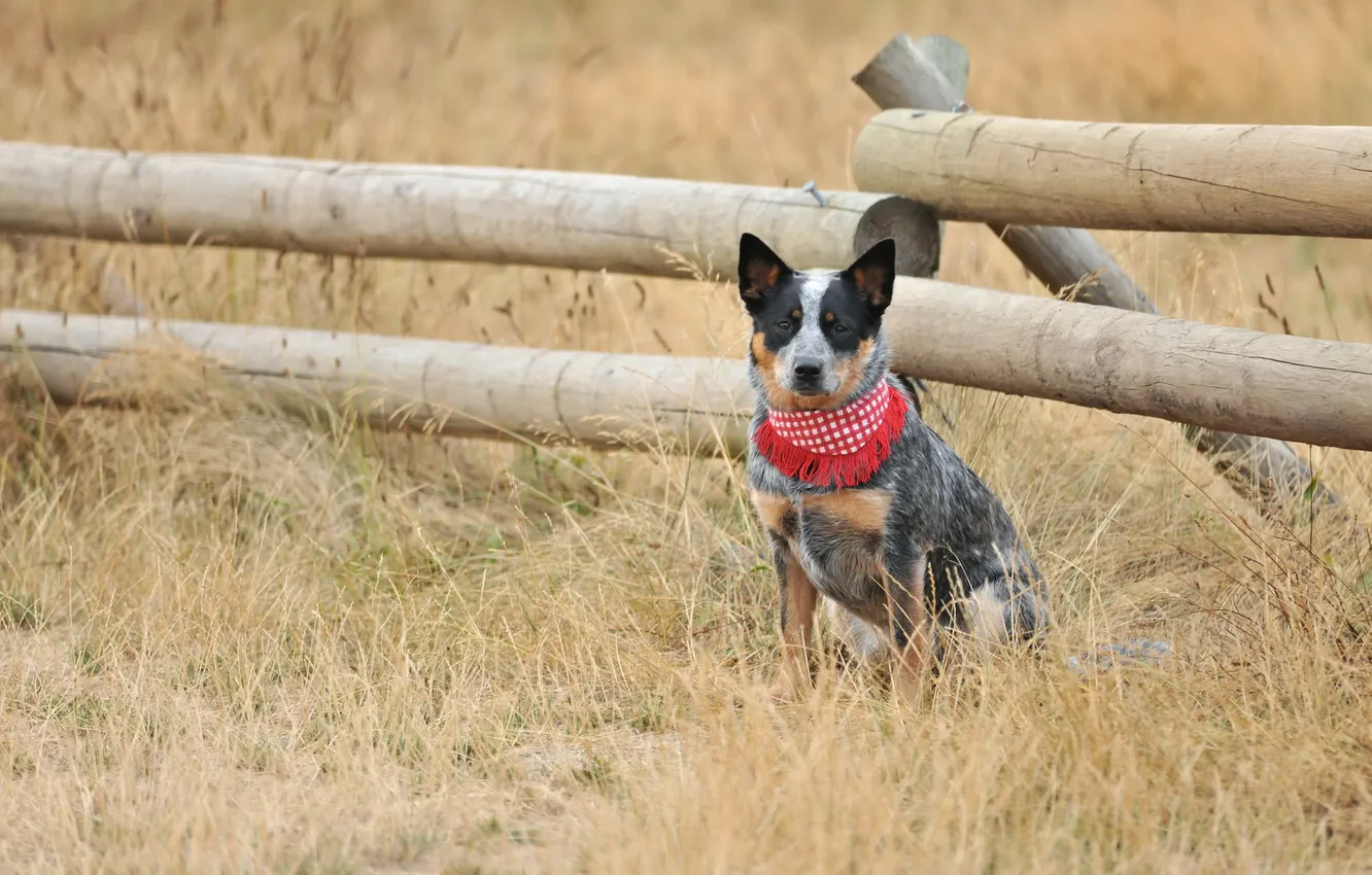 Photo wallpaper summer, look, each, dog