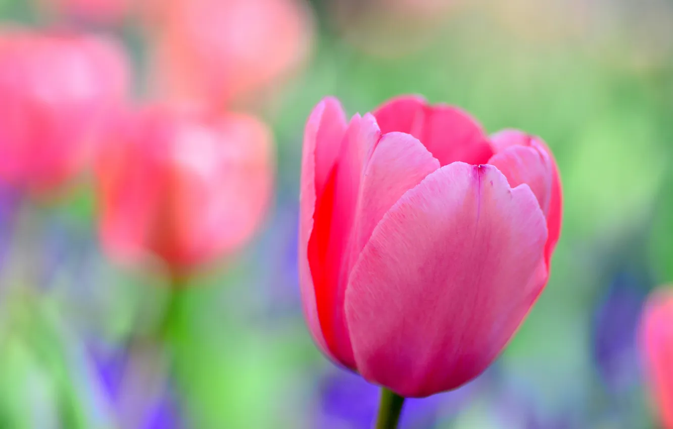 Photo wallpaper macro, petals, garden, tulips