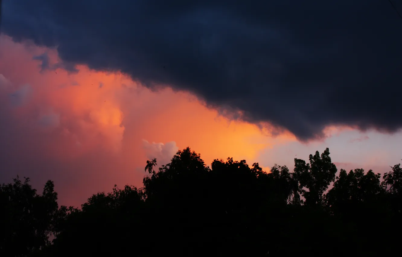 Photo wallpaper the storm, forest, the sky, trees, sunset, clouds