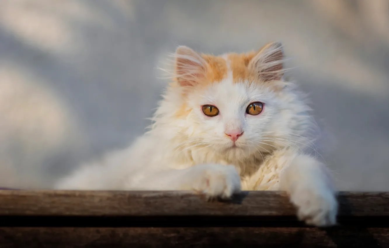 Photo wallpaper cat, white, cat, look, light, pose, background, legs