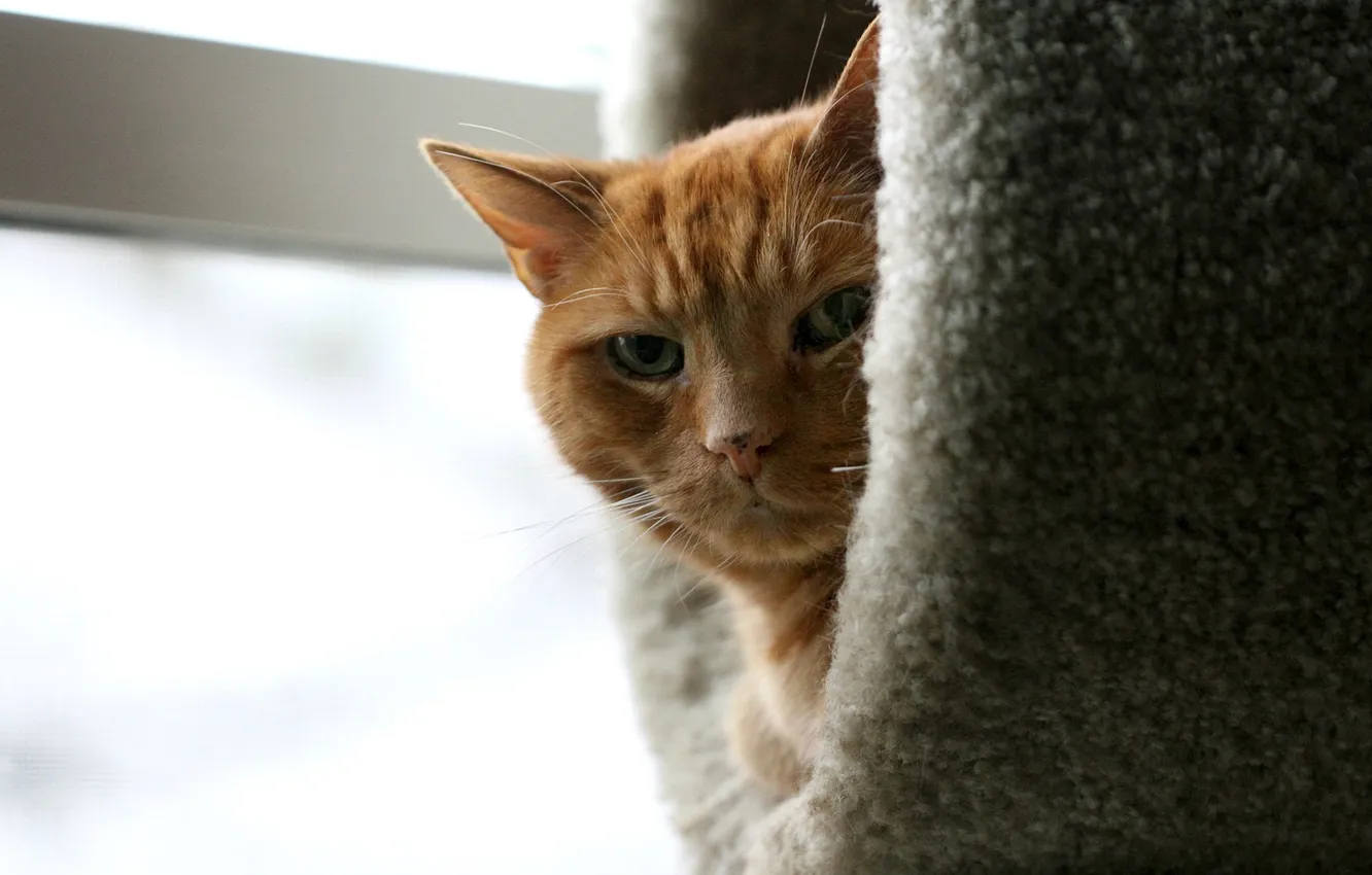 Photo wallpaper cat, look, shelter, dissatisfaction, cat