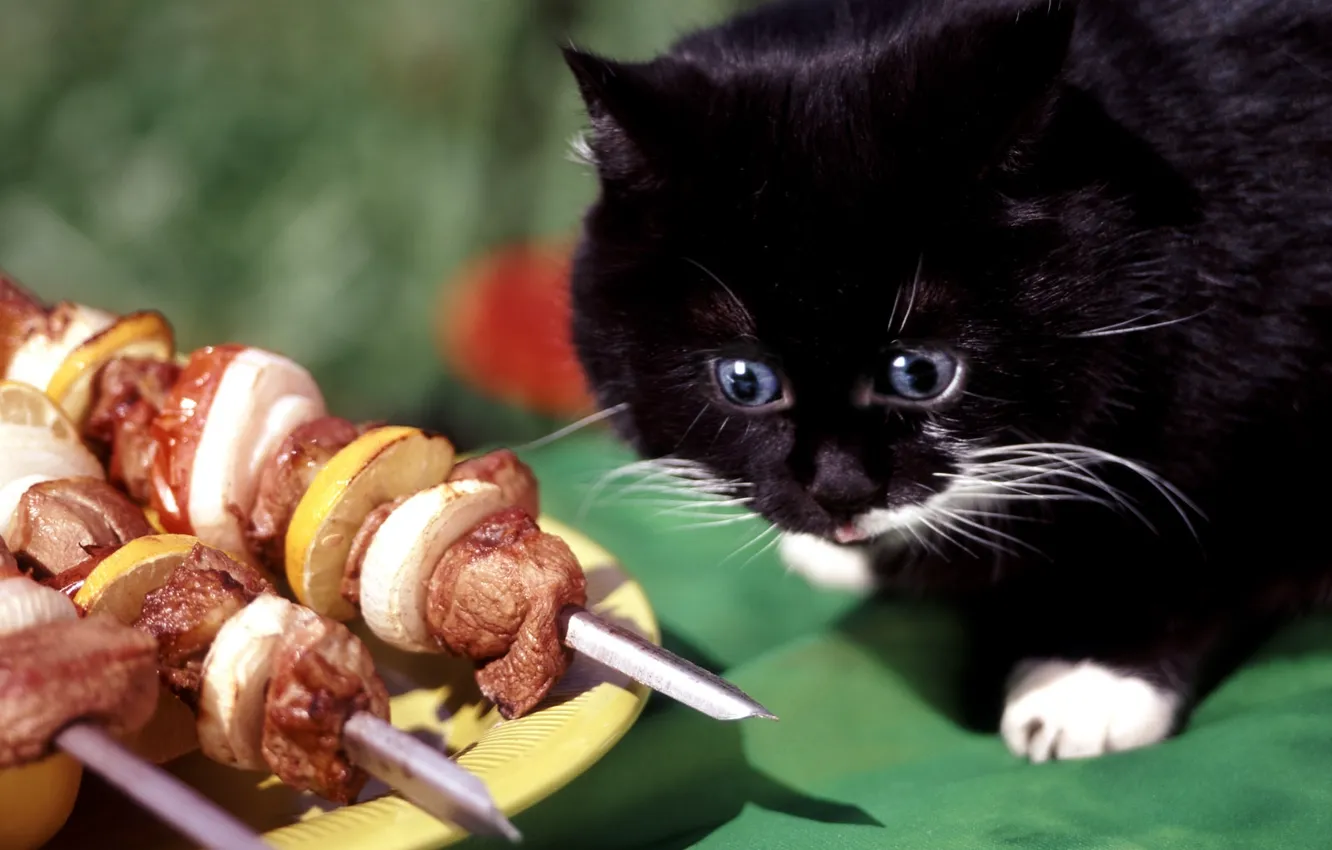 Photo wallpaper cat, fart, kebab