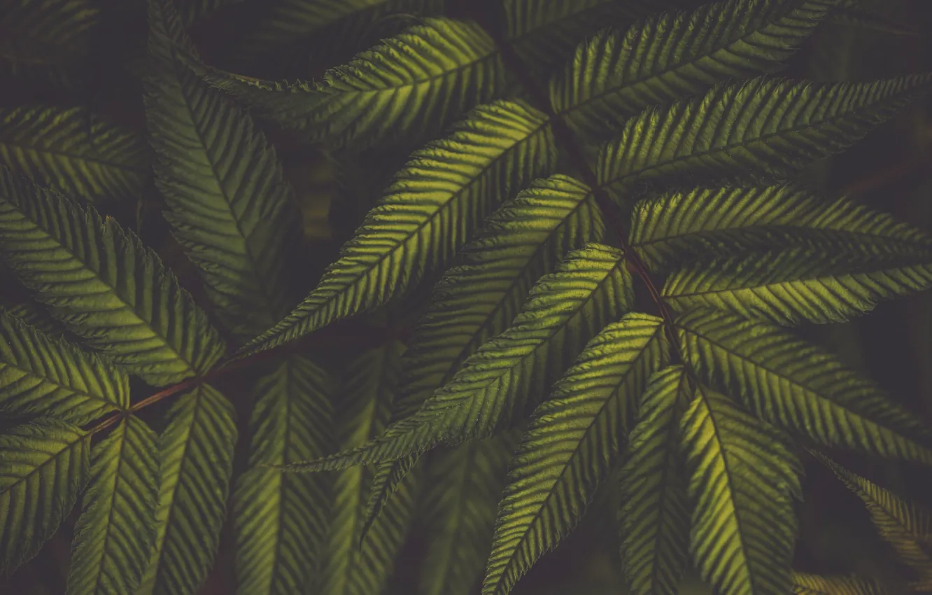Photo wallpaper leaves, green, plant