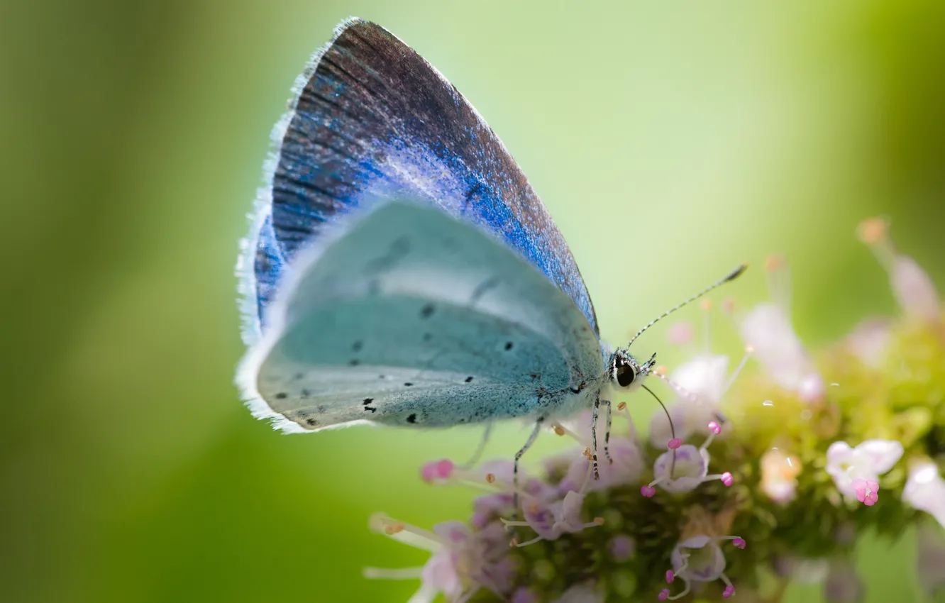 Photo wallpaper macro, flowers, background, butterfly