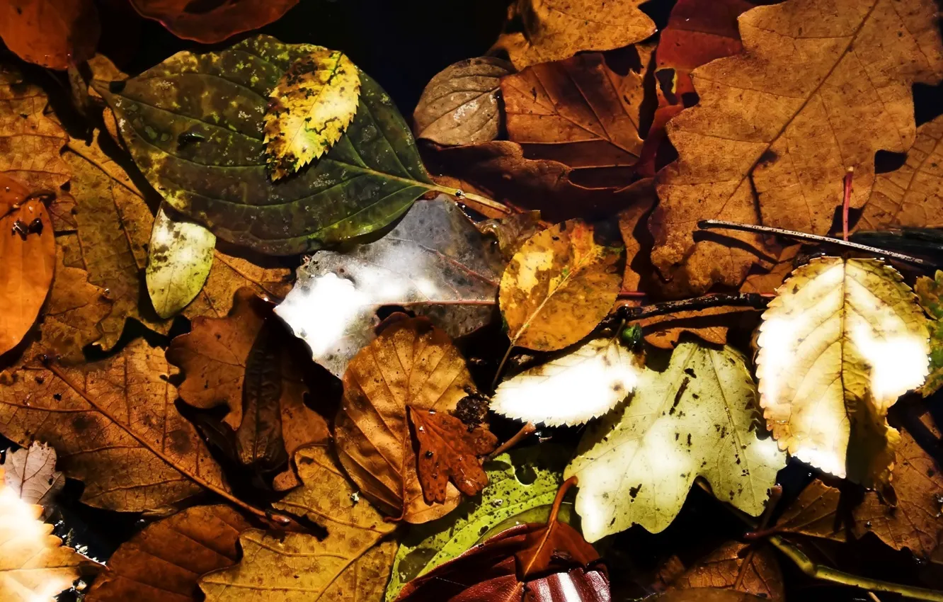 Photo wallpaper autumn, leaves, nature, foliage, autumn, leaves