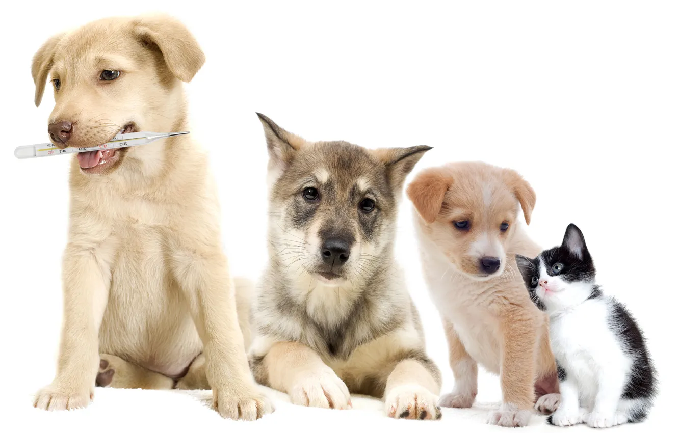 Photo wallpaper dogs, kitty, puppies, thermometer