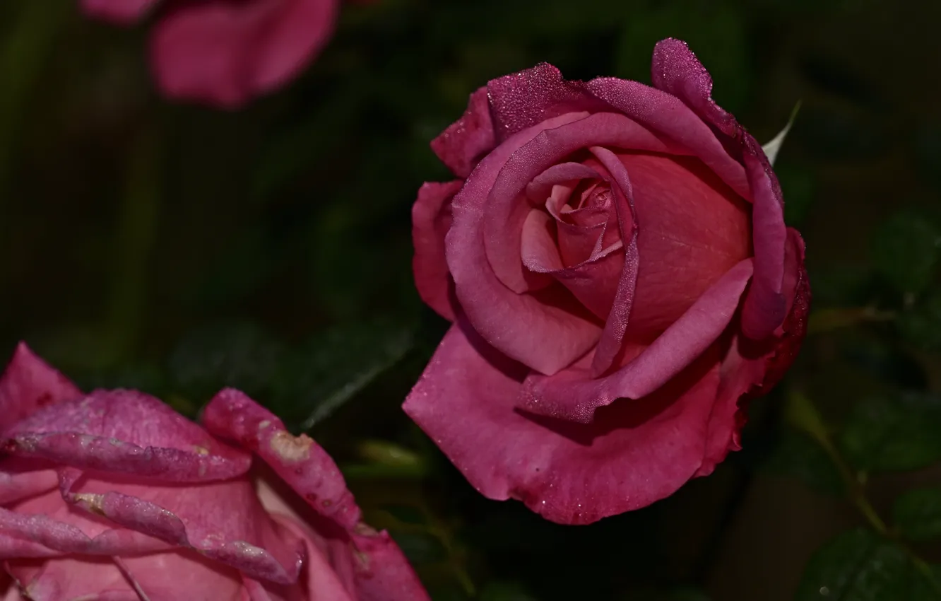 Photo wallpaper drops, flowers, the dark background, roses, garden, pink