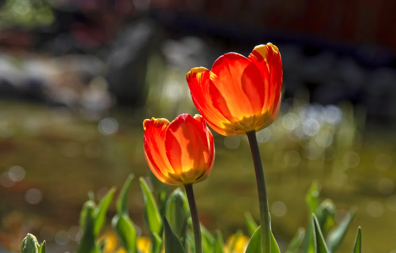 Photo wallpaper flowers, red, spring, tulips, flowerbed