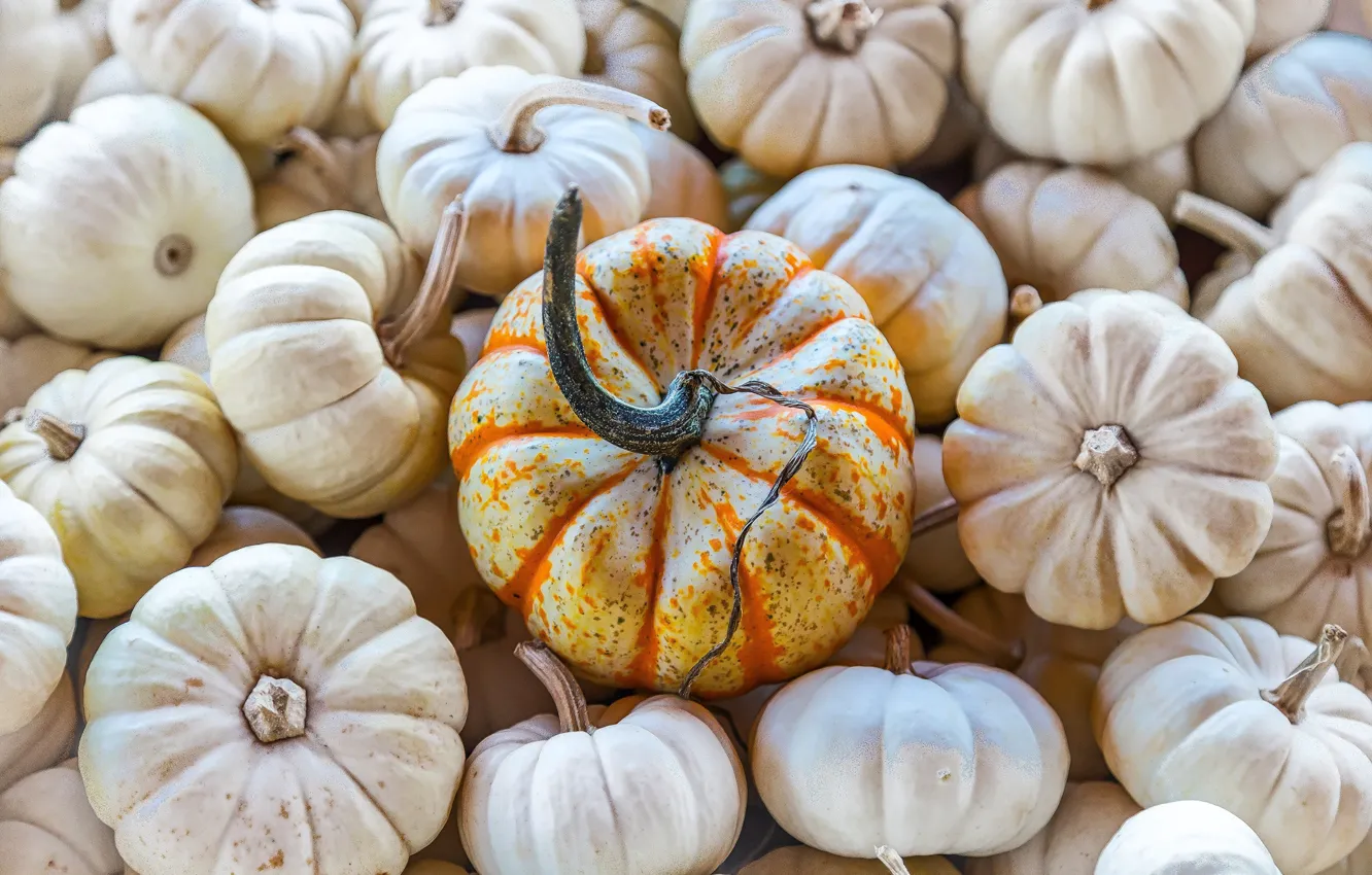 Photo wallpaper autumn, orange, harvest, pumpkin, pumpkin, white