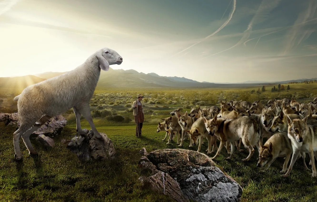 Photo wallpaper field, the sky, nature, stones, humor, pack, shepherd, sheep